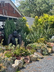 succulent gdns 3